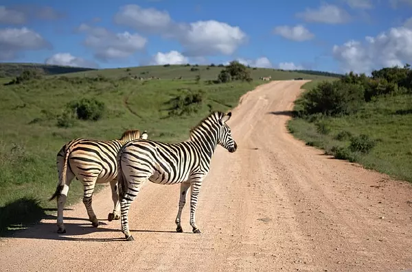 zebra-3564956_640